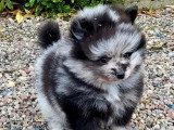 Chiot Spitz Nain Pomeranian mâle black silver merle à réserver non LOF