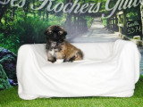 Portée de 5 chiots Pékinois tricolores et fauves non LOF à vendre