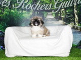Portée de 5 chiots Pékinois tricolores et fauves non LOF à vendre