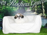 Portée de 5 chiots Pékinois tricolores et fauves non LOF à vendre