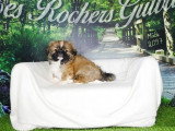Portée de 5 chiots Pékinois tricolores et fauves non LOF à vendre