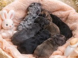 Portée de 6 chiots Bouledogue Français non LOF à réserver