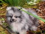 Chiot Spitz Nain Pomeranian mâle silver merle tan non LOF à vendre