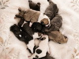 Portée Bouledogue Français 11 chiots non LOF à réserver juillet 2026