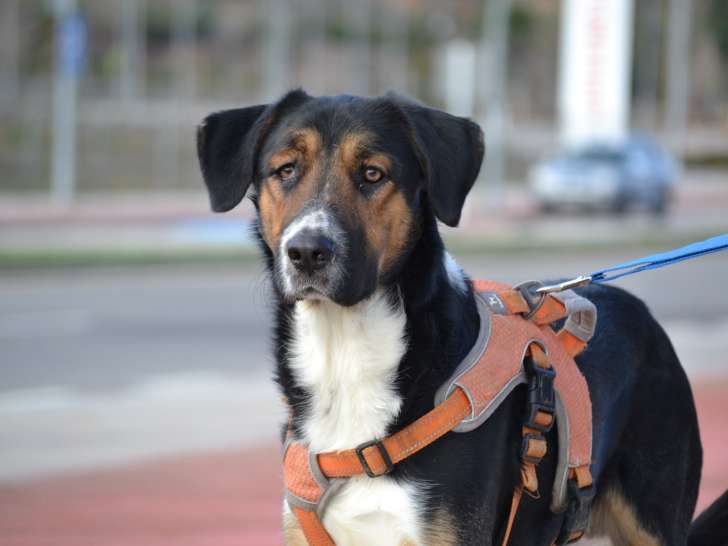 Trasto, beau chien à adopter en association