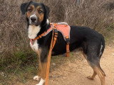 Trasto, beau chien à adopter en association