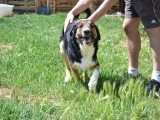 Trasto, beau chien à adopter en association