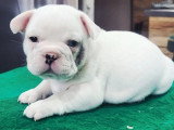 Chiot femelle Bouledogue Français blanche à réserver non LOF, née en avril 2026