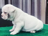 Chiot femelle Bouledogue Français blanche à réserver non LOF, née en avril 2026