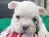 Chiot femelle Bouledogue Français blanche à réserver non LOF, née en avril 2026