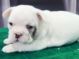 Chiot femelle Bouledogue Français blanche à réserver non LOF, née en avril 2026