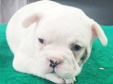 Chiot femelle Bouledogue Français blanche à réserver non LOF, née en avril 2026