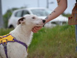 Courney, une perle Podenco blanche au cœur tendre à adopter en association