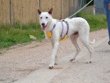 Courney, une perle Podenco blanche au cœur tendre à adopter en association
