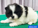 Chiot mâle Spitz Nain Pomeranian noir et blanc d'avril 2026 à réserver non LOF