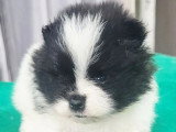 Chiot mâle Spitz Nain Pomeranian noir et blanc d'avril 2026 à réserver non LOF