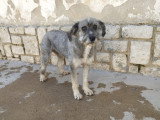 Carla, petite chienne à adopter en association