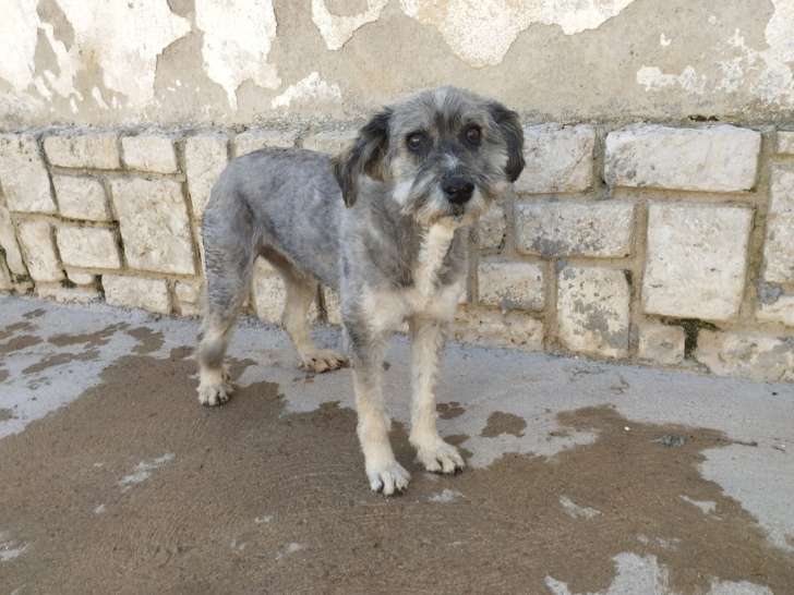 Carla, petite chienne à adopter en association