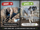 Carla, petite chienne à adopter en association
