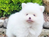 Chiot femelle Spitz Nain Pomeranian blanche de mrs 2026 à réserver non LOF
