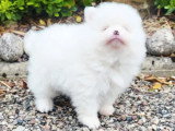 Chiot femelle Spitz Nain Pomeranian blanche de mrs 2026 à réserver non LOF