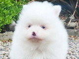 Chiot femelle Spitz Nain Pomeranian blanche de mrs 2026 à réserver non LOF