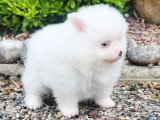 Chiot femelle Spitz Nain Pomeranian blanche de mrs 2026 à réserver non LOF