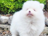 Chiot femelle Spitz Nain Pomeranian blanche de mrs 2026 à réserver non LOF