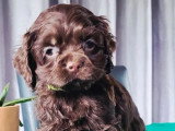 Chiot Cocker Américain de mars 2026, mâle chocolat non LOF en vente