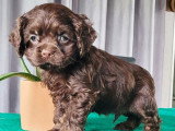 Chiot Cocker Américain de mars 2026, mâle chocolat non LOF en vente