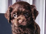 Chiot Cocker Américain de mars 2026, mâle chocolat non LOF en vente