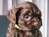 Chiot Cocker Américain de mars 2026, mâle chocolat non LOF en vente