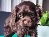 Chiot Cocker Américain de mars 2026, mâle chocolat non LOF en vente