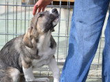 Nami, chiot femelle Mâtin Espagnol à adopter en association