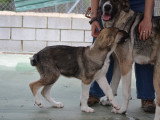 Nami, chiot femelle Mâtin Espagnol à adopter en association