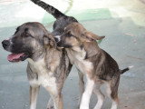 Terra, magnifique et adorable Mâtin Espagnol à adopter en association