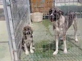 Terra, magnifique et adorable Mâtin Espagnol à adopter en association