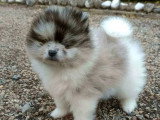 Chiot Spitz Nain Pomeranian mâle à réserver non LOF né en mars 2026