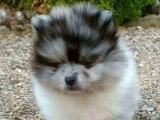 Chiot Spitz Nain Pomeranian mâle à réserver non LOF né en mars 2026