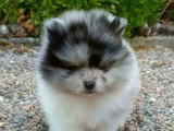 Chiot Spitz Nain Pomeranian mâle à réserver non LOF né en mars 2026