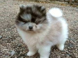Chiot Spitz Nain Pomeranian mâle à réserver non LOF né en mars 2026