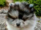 Chiot Spitz Nain Pomeranian mâle à réserver non LOF né en mars 2026