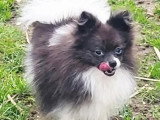Jeune Spitz Nain mâle blanc merle non LOF né en avril 2025 à vendre
