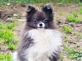 Jeune Spitz Nain mâle blanc merle non LOF né en avril 2025 à vendre