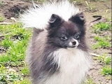 Jeune Spitz Nain mâle blanc merle non LOF né en avril 2025 à vendre