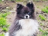 Jeune Spitz Nain mâle blanc merle non LOF né en avril 2025 à vendre