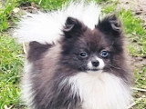 Jeune Spitz Nain mâle blanc merle non LOF né en avril 2025 à vendre