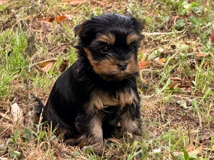 Chiots Yorkshire à vendre