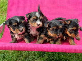 Chiots Yorkshire à vendre