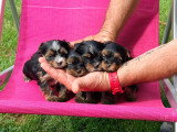 Chiots Yorkshire à vendre
